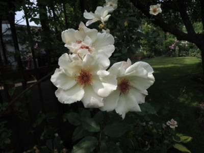 Rosa white wings.jpg