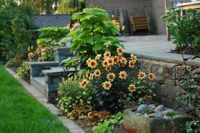 Dahlia_Happy_Single_Date_und_Heuchera_Caramel_04-09-05.jpg