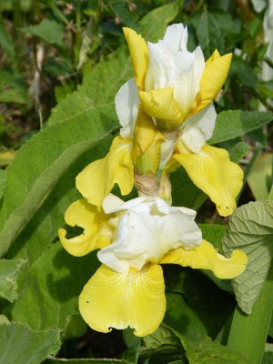 2015-06-06 Iris.jpg