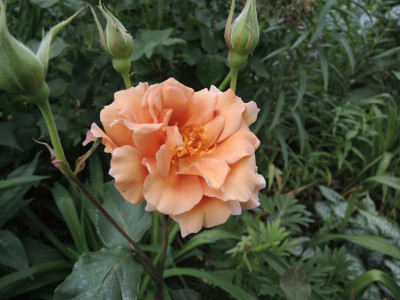 Rosa Julias Rose.jpg