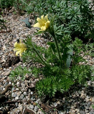 04210011_ePulsatilla_albana_Kuslodowsk.JPG
