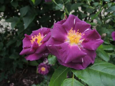 Rosa Rapsody in Blue.jpg