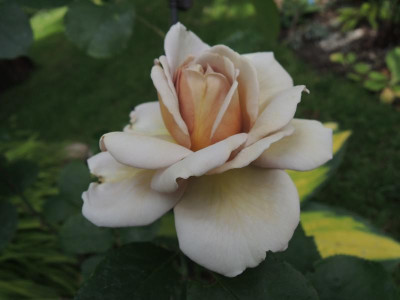 Rosa grey dawn.jpg