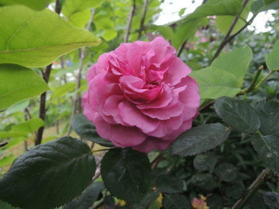 Rosa royal lavender.jpg