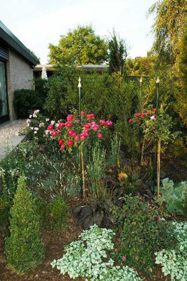 Rosa_Cardinal_Hume_Hochstamm_04-09-05.jpg