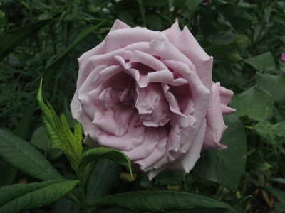 Rosa Charles de Gaulle.jpg