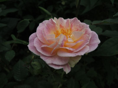 Rosa ice blush.jpg