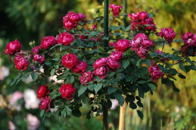 Rosa_Cardinal_Hume_Hochstamm__2_04-09-05.jpg