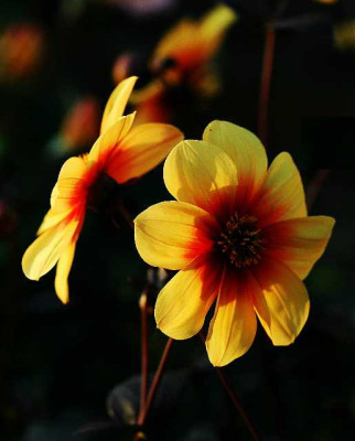 Dahlia_Happy_Single_Date_1_04-09-05.jpg