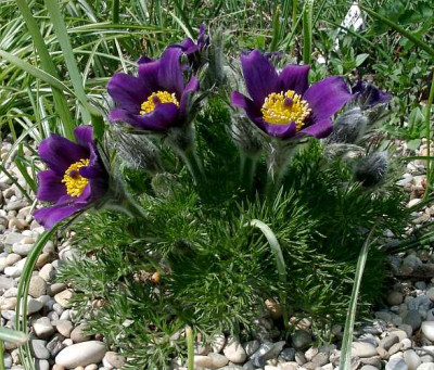 04210005_ePulsatilla_albana_ssp_violacea.JPG