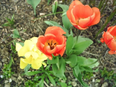 orange_Tulpen.jpg