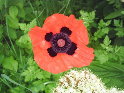 Papaver_orange.jpg