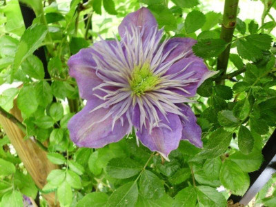 Garten, Rosen, Clematis 4.6.15 005.jpg