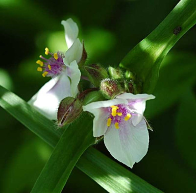 Dreimasterblume_24-05-05.jpg