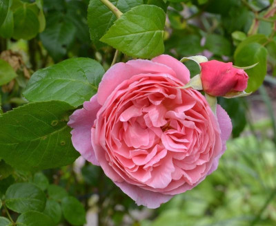 Rose-ShropshireLad.15-2a.jpg
