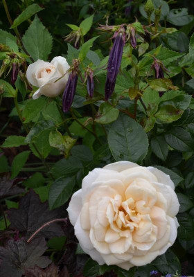 Rose-LionsRose.15-1a.jpg