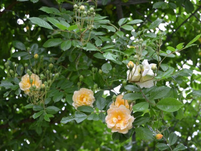 Rose-Ghislaine.15-3a.jpg