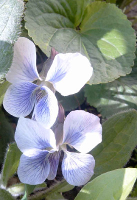 Viosorstriat.jpg