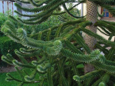 unbekannter_Baum.jpg