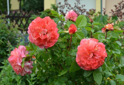 Rose-AugustaLuise.15-1a.jpg