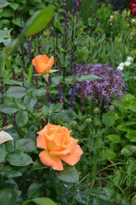Rose-Rosemary_Harkness.15-1a.jpg