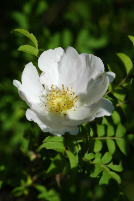 Rosa_unbekannt_Roseraie_de_Berty_24-05-05.jpg