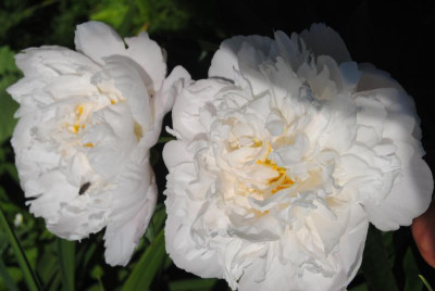 rosen 1. juni 129.jpg