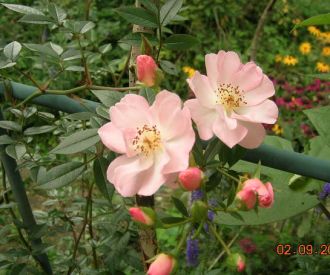Rose_Open_Arms_v._Gerti__2.9..jpg