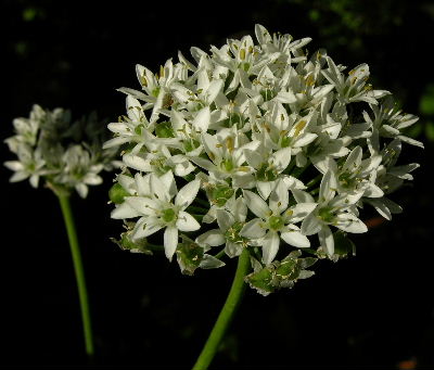 allium_odorum.JPG