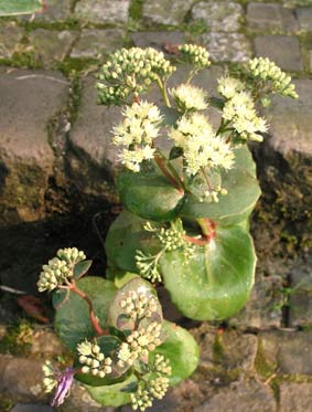 sedum-hab-grey-6-topf-6.8.0.jpg
