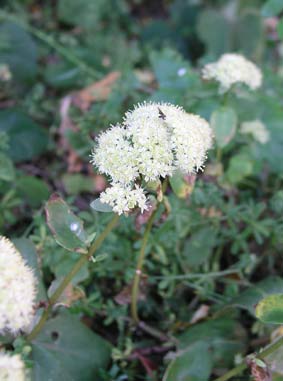 sedum-rheingau.jpg