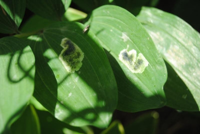 iris4 110.jpg