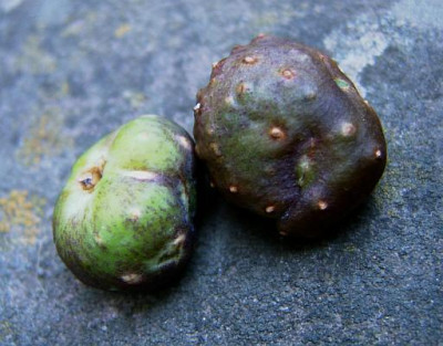 Dioscorea.jpg