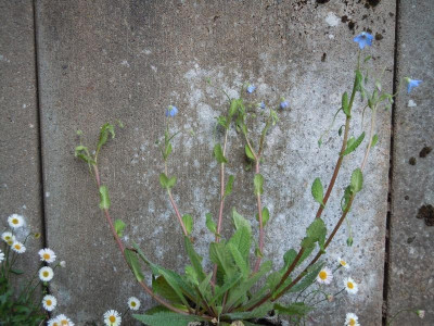 Gartenbilder Anfang Juni, BoGa Bilder 034.jpg