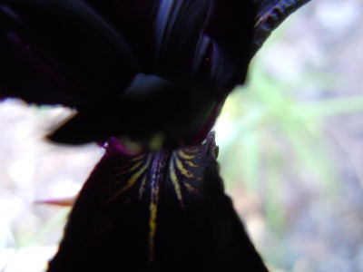 Gartenbilder Anfang Juni, BoGa Bilder 043.jpg