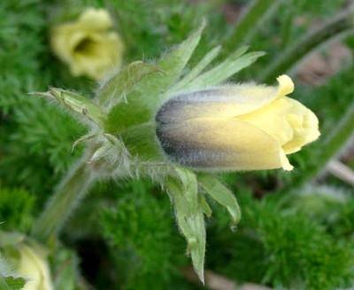04160011_ePulsatilla_spec_aussen.JPG