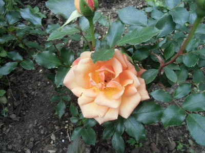Gotha_03.06.2015.jpg