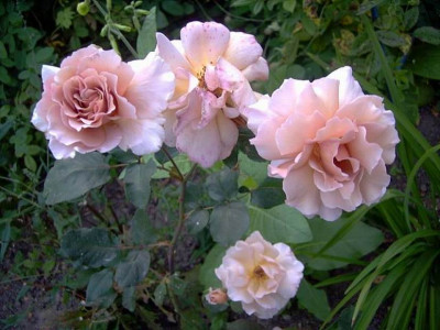 Julias_Rose_I.JPG