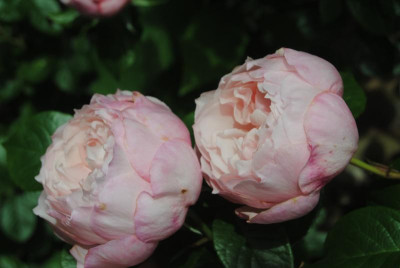 rosen 191.jpg