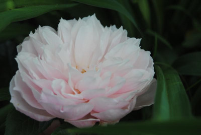 rosen 1. juni 030.jpg