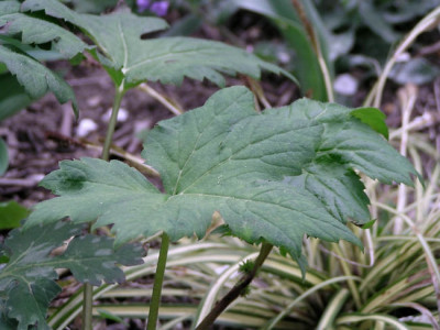 hydrophyllum_1.jpg