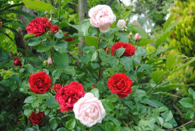 rosen 1. juni 027.jpg