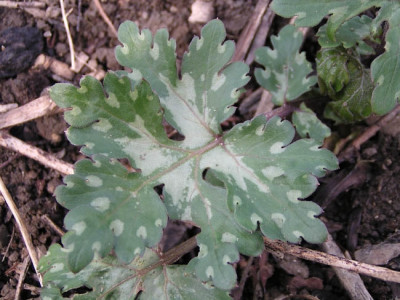 hydrophyllum_noname.jpg