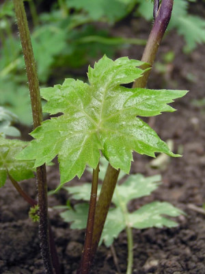 hydrophyllum_noname_2.jpg