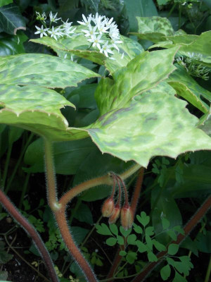 DSCN5516.jpg