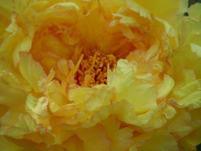 Gartenbilder Anfang Juni, BoGa Bilder 014.jpg