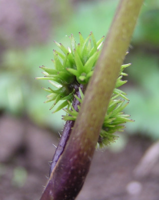 hydrophyllum_noname_3.jpg
