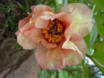 Gartenbilder Anfang Juni, BoGa Bilder 009.jpg
