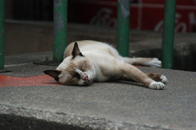 siamkatze_N13023.jpg