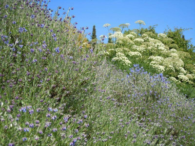 Gartenbilder Anfang Juni, BoGa Bilder 055.jpg
